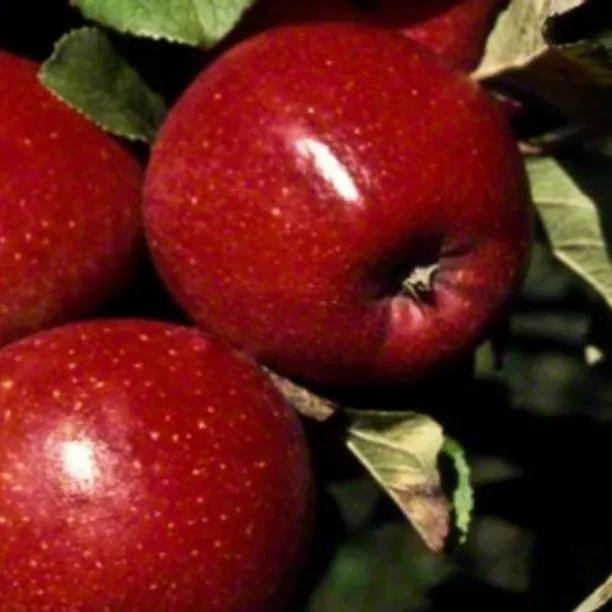 Red Windsor Apple (Malus domestica Red Windsor) 1